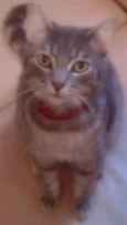 Senninha