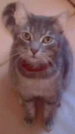 Gato raça SRD idade 5 anos nome Senninha