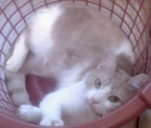 Gato ra a SRD idade 5 anos nome Jaiminho