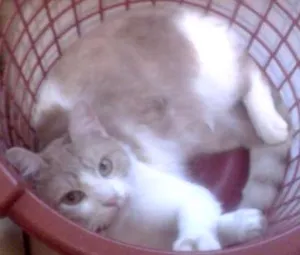 Gato raça SRD idade 5 anos nome Jaiminho