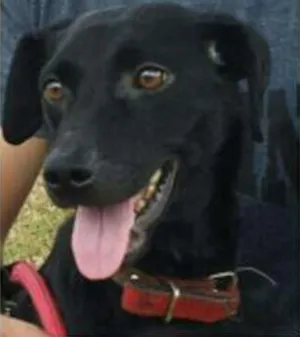 Cachorro raça SRD idade 1 ano nome MILLA