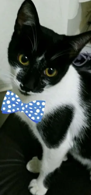Gato raça SRD idade 2 a 6 meses nome Vida