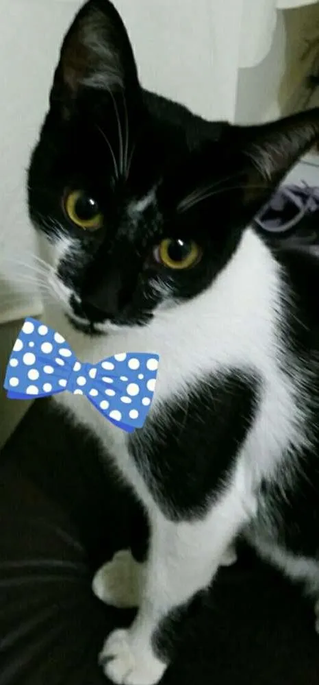 Gato ra a SRD idade 2 a 6 meses nome Vida