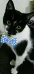 Gato raça SRD idade 2 a 6 meses nome Vida