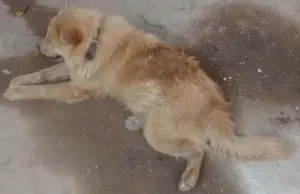 Cachorro raça Chow Chow idade 1 ano nome Gildà