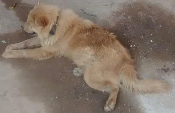 Cachorro ra a Chow Chow idade 1 ano nome Gildà