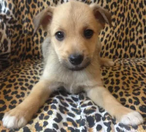 Cachorro raça Raça Não definida idade Abaixo de 2 meses nome Não tem 