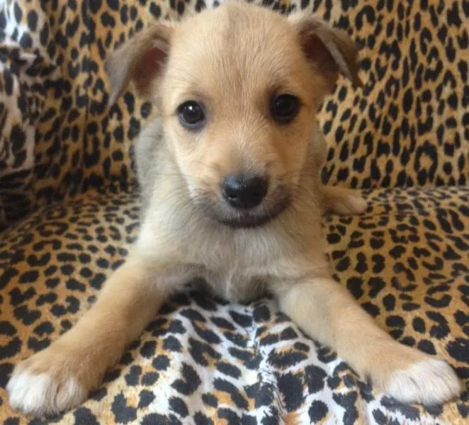 Cachorro ra a Raça Não definida idade Abaixo de 2 meses nome Não tem 