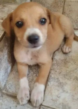 Cachorro raça Indefinida idade  nome Pipoquinha