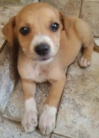 Cachorro ra a Indefinida idade  nome Pipoquinha