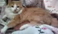 Romeu
