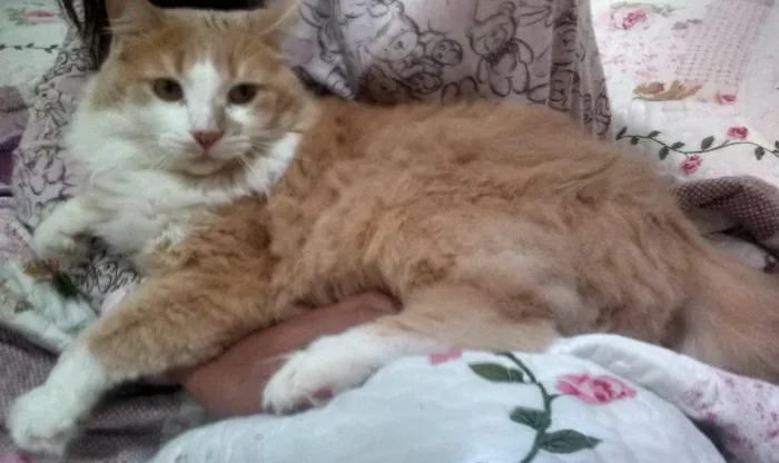 Gato ra a Peludo como um persa, mas achamos na rua idade 2 anos nome Romeu