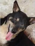 Pirata