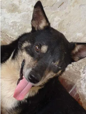 Cachorro raça  idade  nome Pirata