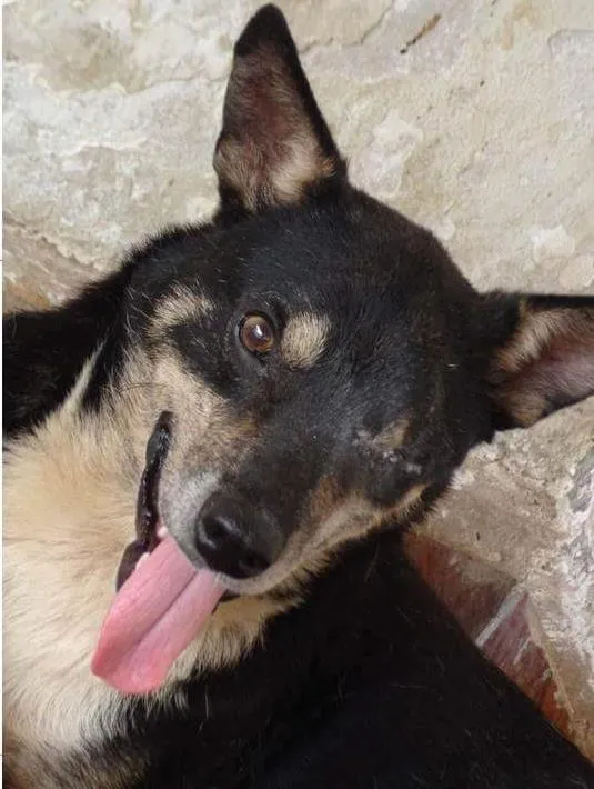 Cachorro ra a  idade  nome Pirata