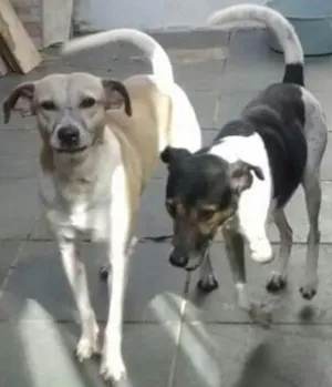 Cachorro raça  idade  nome Batman e Rubin