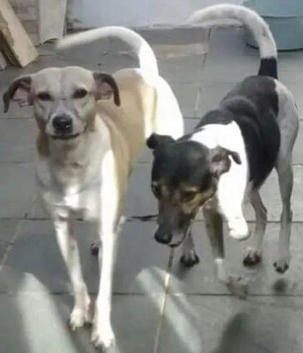Cachorro ra a  idade  nome Batman e Rubin