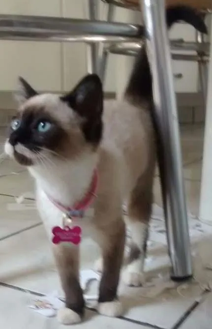 Gato ra a SDR idade 2 a 6 meses nome Valentina