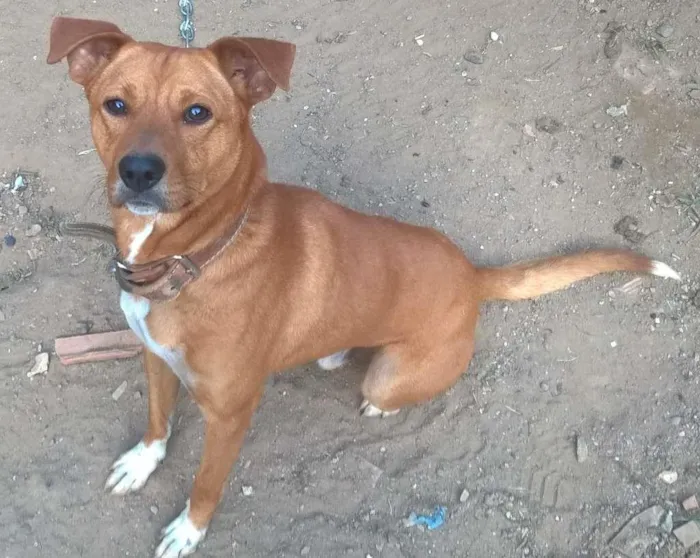 Cachorro ra a  idade 2 anos nome Jaick