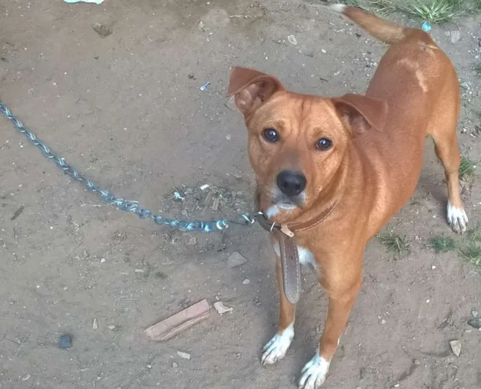 Cachorro ra a  idade 2 anos nome Jaick