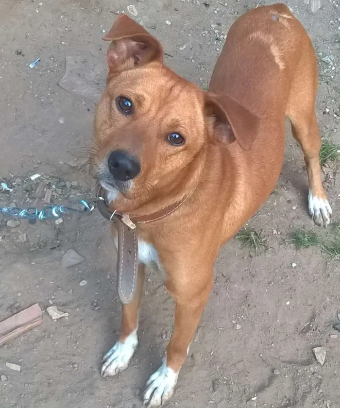 Cachorro ra a  idade 2 anos nome Jaick