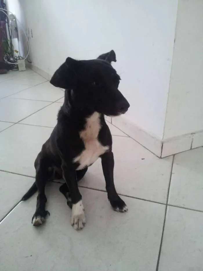 Cachorro ra a Vira Lata idade 7 a 11 meses nome SEM NOME