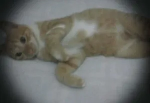 Gato raça SRD idade 7 a 11 meses nome Thor