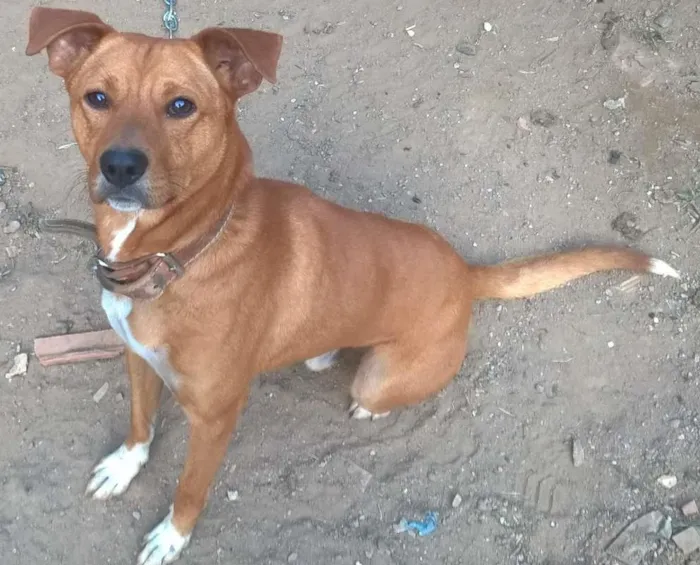 Cachorro ra a  idade 2 anos nome Jaick
