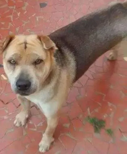 Cachorro ra a SRD idade 3 anos nome Thor