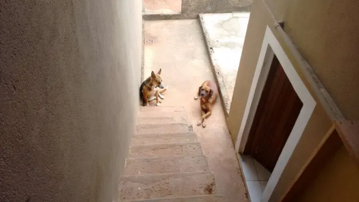 Cachorro ra a Boxer e SRD idade 6 ou mais anos nome Rex e Medrosa