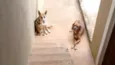 Rex e Medrosa