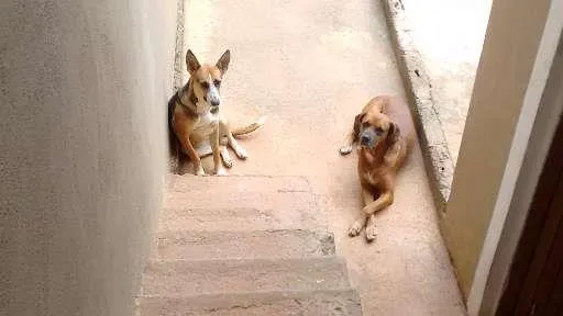 Cachorro ra a Boxer e SRD idade 6 ou mais anos nome Rex e Medrosa