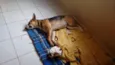 Rex e Medrosa