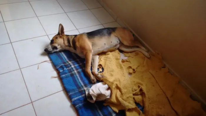 Cachorro ra a Boxer e SRD idade 6 ou mais anos nome Rex e Medrosa