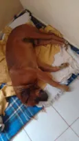 Rex e Medrosa