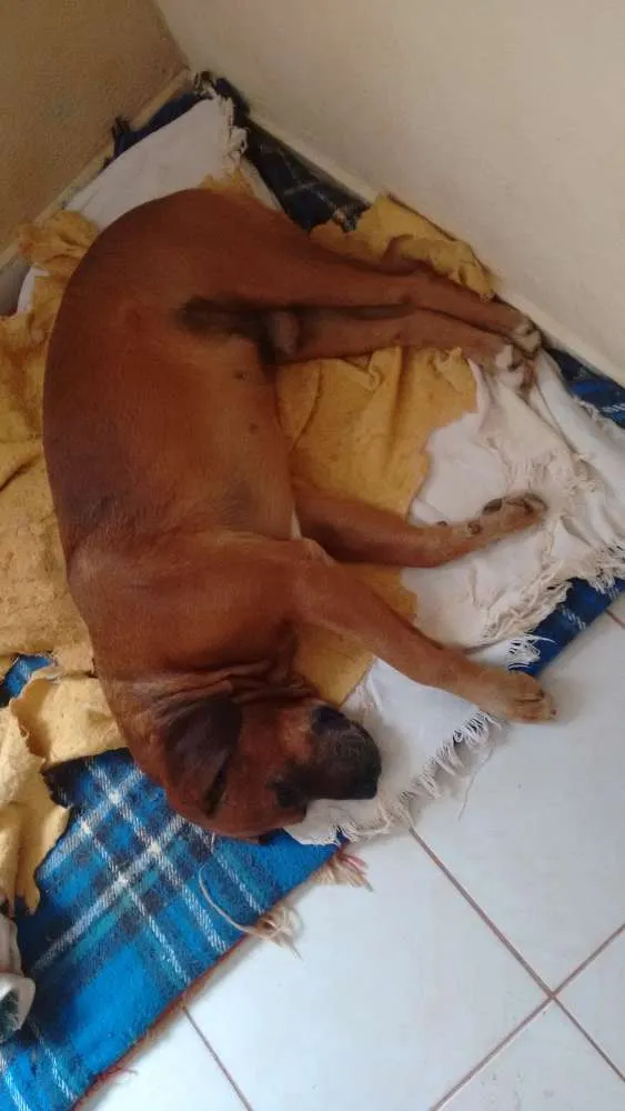Cachorro ra a Boxer e SRD idade 6 ou mais anos nome Rex e Medrosa