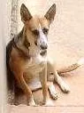 Cachorro ra a Boxer e SRD idade 6 ou mais anos nome Rex e Medrosa