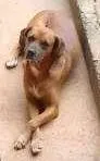 Cachorro raça Boxer e SRD idade 6 ou mais anos nome Rex e Medrosa