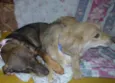 Betove e Tata