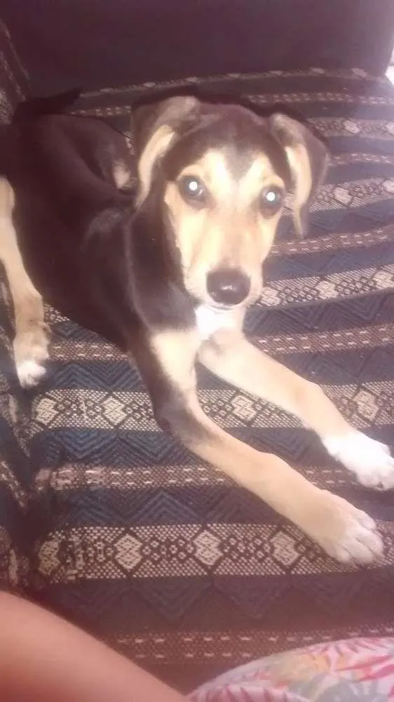 Cachorro raça Mestiço com pastor alemão idade 2 a 6 meses nome Nego