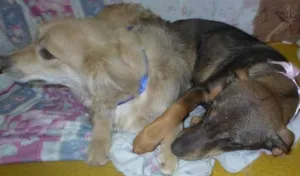 Cachorro raça vira- lata idade 2 a 6 meses nome Betove e Tata