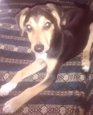 Cachorro raça Mestiço com pastor alemão idade 2 a 6 meses nome Nego