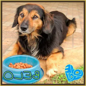 Cachorro raça unica idade 2 anos nome Belo