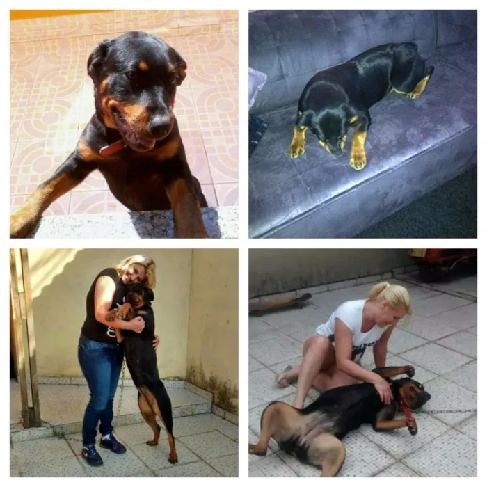 Cachorro ra a Rottweiler idade 4 anos nome Jady