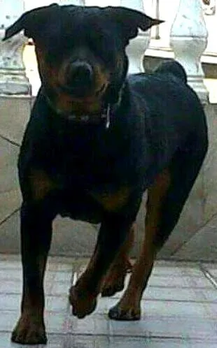Cachorro ra a Rottweiler idade 4 anos nome Jady