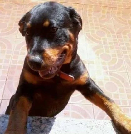 Cachorro ra a Rottweiler idade 4 anos nome Jady