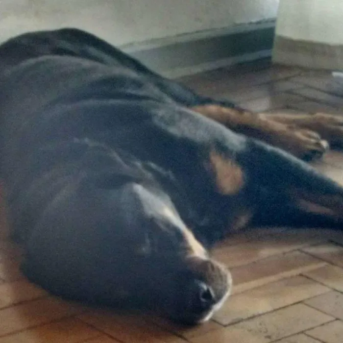 Cachorro ra a Rottweiler idade 6 ou mais anos nome NICO