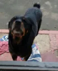 NICO