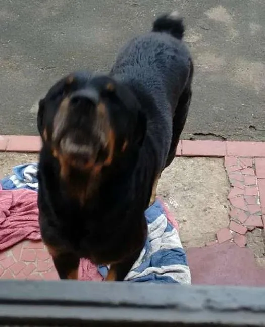 Cachorro ra a Rottweiler idade 6 ou mais anos nome NICO