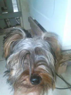Cachorro raça Yorkshire idade 7 a 11 meses nome luck